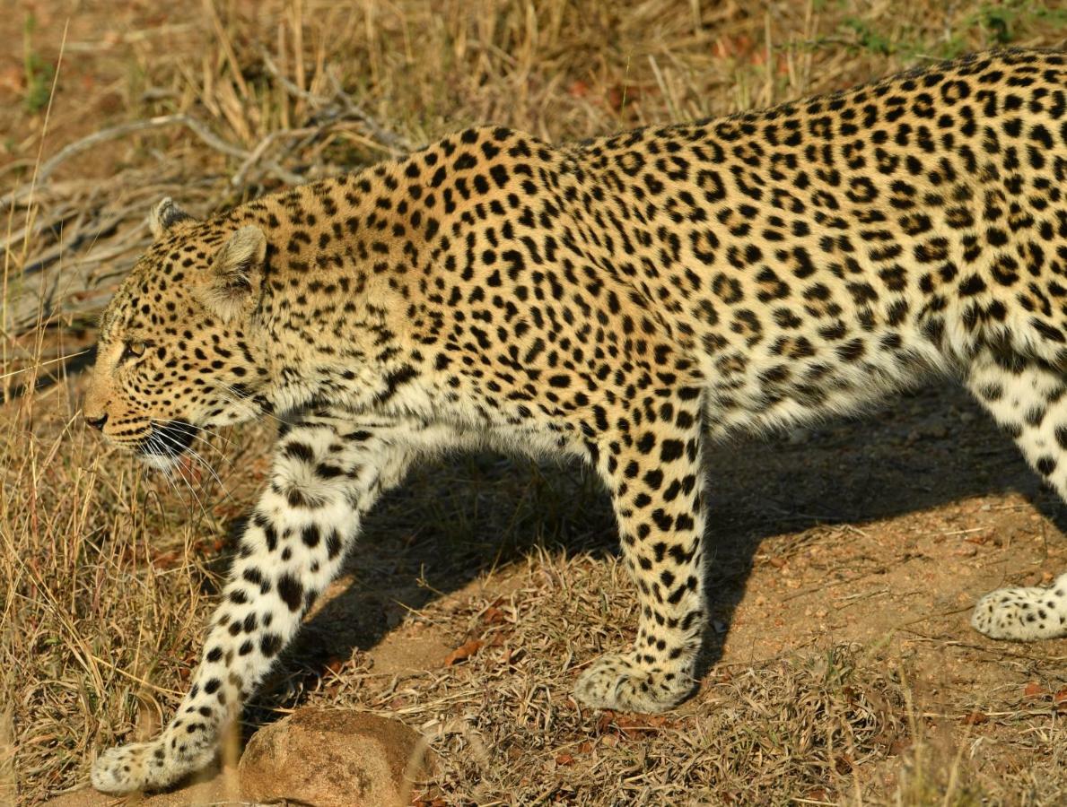 Bona Ngwenya Lodge & Safaris Марлот Парк Екстериор снимка
