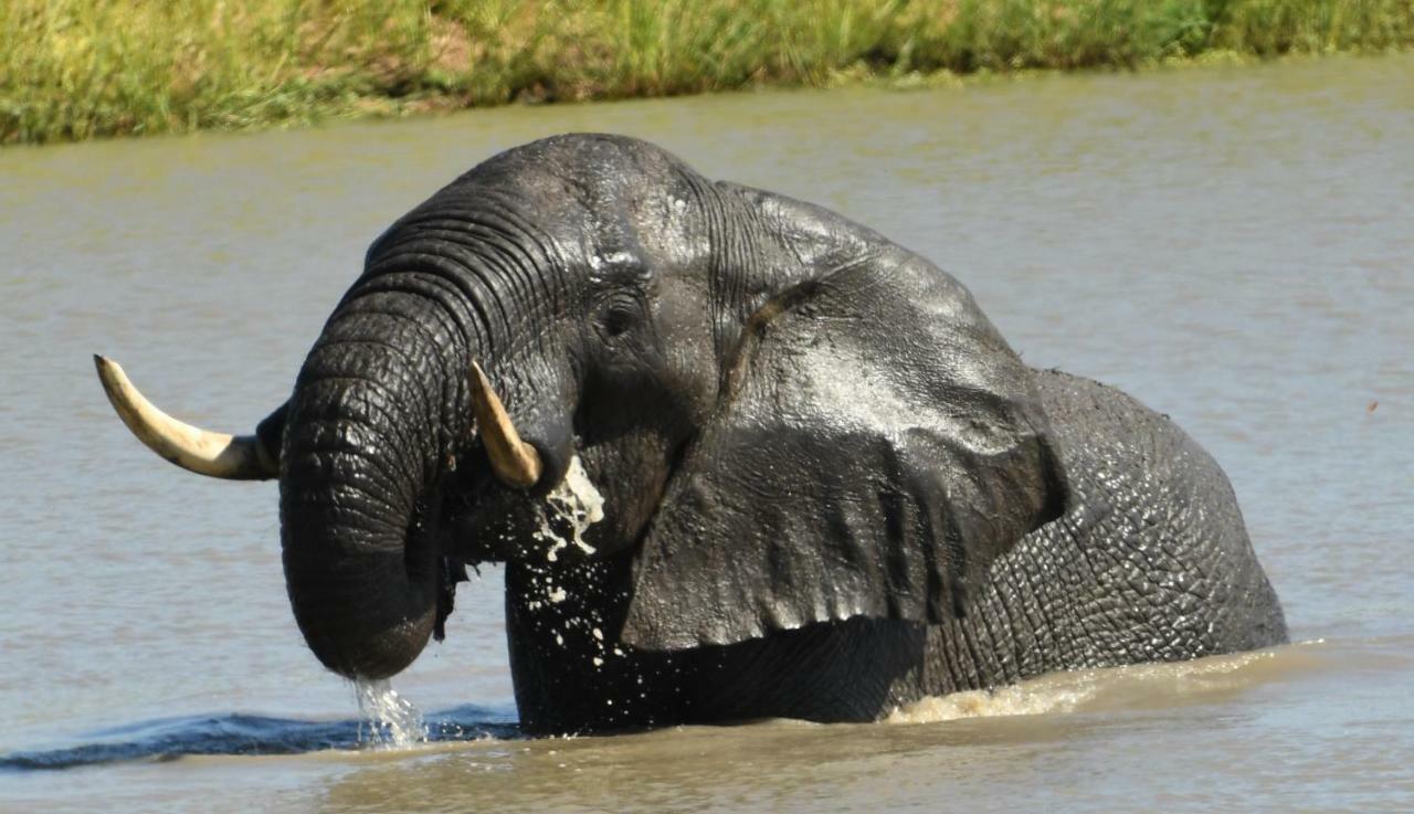 Bona Ngwenya Lodge & Safaris Марлот Парк Екстериор снимка