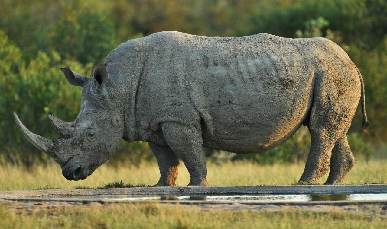 Bona Ngwenya Lodge & Safaris Марлот Парк Екстериор снимка