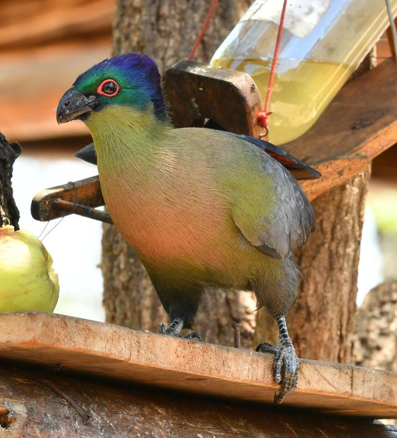 Bona Ngwenya Lodge & Safaris Марлот Парк Екстериор снимка