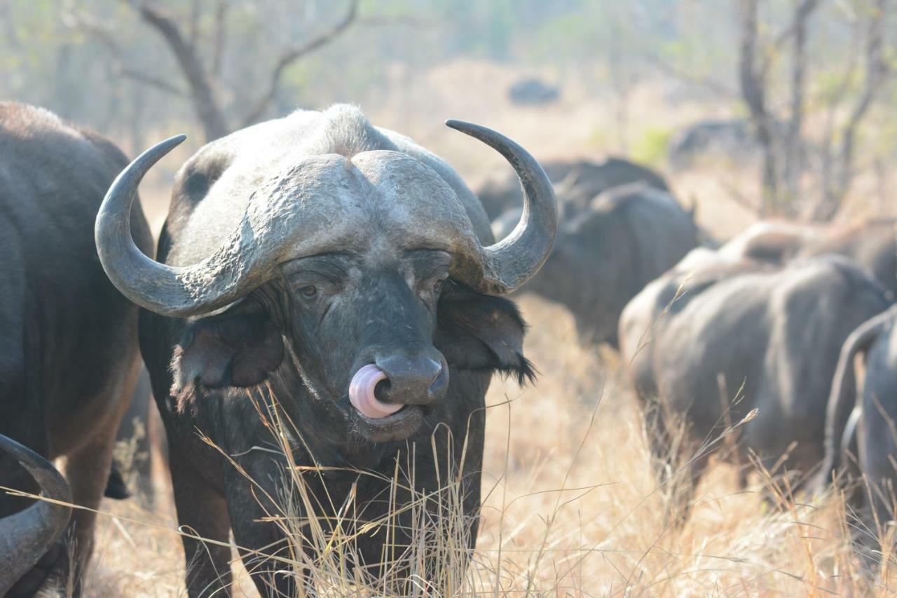Bona Ngwenya Lodge & Safaris Марлот Парк Екстериор снимка